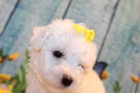 Blake, a male Bichon Frise for sale in Norwood, MO – 9 of 10