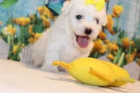 Blake, a male Bichon Frise for sale in Norwood, MO – 4 of 10