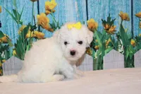 Blake, a male Bichon Frise for sale in Norwood, MO – 10 of 10