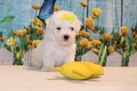 Blake, a male Bichon Frise for sale in Norwood, MO – 2 of 10