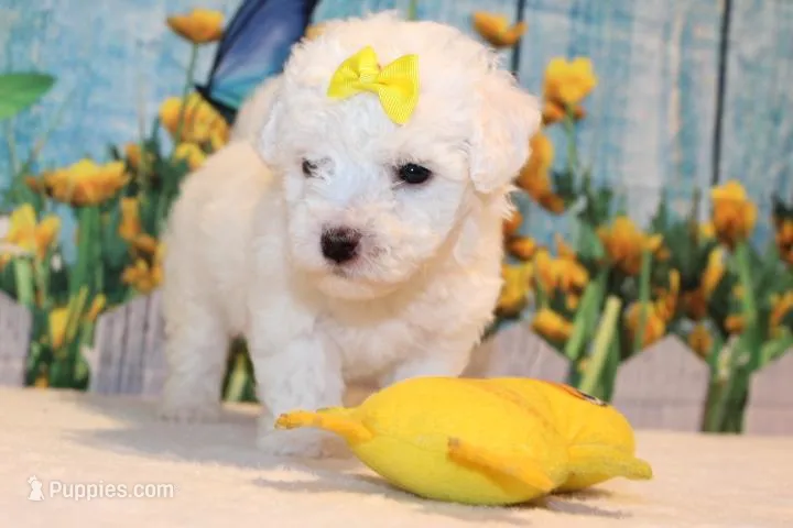 Blake – Bichon Frise puppy for sale in Norwood, MO