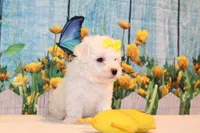 Blake, a male Bichon Frise for sale in Norwood, MO – 3 of 10