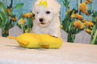 Blake, a male Bichon Frise for sale in Norwood, MO – 5 of 10