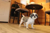 Lee Roy, a male Shih Tzu for sale in Norwood, MO – 2 of 9