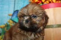 Alvin, a male Shih Tzu for sale in Norwood, MO – 2 of 7