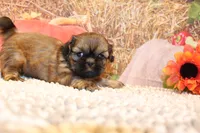 Otto, a male Shih Tzu for sale in Norwood, MO – 9 of 10