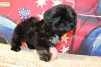 Amika, a female Shih Tzu for sale in Norwood, MO – 2 of 7