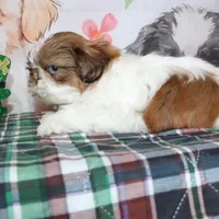 Copper, a male Shih Tzu for sale in Norwood, MO – Photo 8 of 10