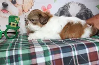 Copper, a male Shih Tzu for sale in Norwood, MO – Photo 8 of 10