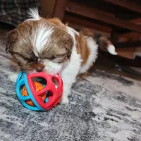 Copper, a male Shih Tzu for sale in Norwood, MO – Photo 4 of 10