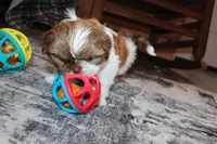 Copper, a male Shih Tzu for sale in Norwood, MO – Photo 4 of 10