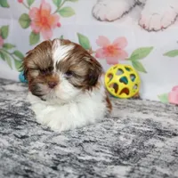 Copper, a male Shih Tzu for sale in Norwood, MO – Photo 7 of 10