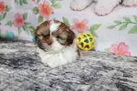 Copper, a male Shih Tzu for sale in Norwood, MO – Photo 7 of 10