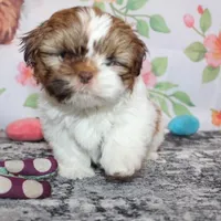 Copper, a male Shih Tzu for sale in Norwood, MO – Photo 6 of 10