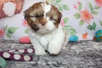 Copper, a male Shih Tzu for sale in Norwood, MO – Photo 6 of 10