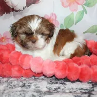 Copper, a male Shih Tzu for sale in Norwood, MO – Photo 2 of 10