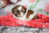 Copper, a male Shih Tzu for sale in Norwood, MO – Photo 2 of 10