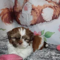 Copper, a male Shih Tzu for sale in Norwood, MO – Photo 5 of 10
