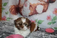 Copper, a male Shih Tzu for sale in Norwood, MO – Photo 5 of 10
