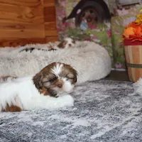 Copper, a male Shih Tzu for sale in Norwood, MO – Photo 3 of 10
