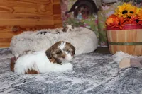 Copper, a male Shih Tzu for sale in Norwood, MO – Photo 3 of 10