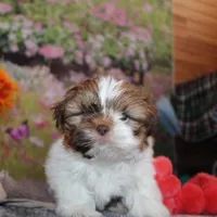 Copper, a male Shih Tzu for sale in Norwood, MO – Photo 1 of 10
