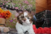 Copper, a male Shih Tzu for sale in Norwood, MO – Photo 1 of 10