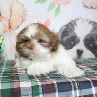 Copper, a male Shih Tzu for sale in Norwood, MO – Photo 10 of 10