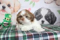 Copper, a male Shih Tzu for sale in Norwood, MO – Photo 10 of 10