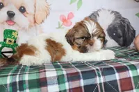 Copper, a male Shih Tzu for sale in Norwood, MO – Photo 9 of 10