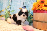 Lola, a female Shih Tzu for sale in Norwood, MO – 1 of 10