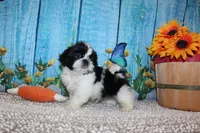 Lane, a male Shih Tzu for sale in Norwood, MO – 8 of 9