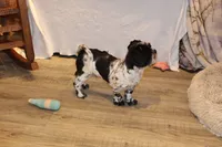 Jackson, a male Shih Tzu for sale in Norwood, MO – 4 of 10