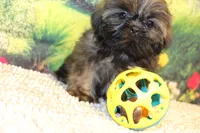 Tyler, a male Shih Tzu for sale in Norwood, MO – 5 of 9
