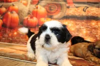 Frank, a male Shih Tzu for sale in Norwood, MO – 7 of 9