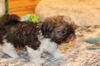 Jackson, a male Shih Tzu for sale in Norwood, MO – Photo 4 of 7