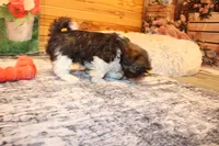 Jackson, a male Shih Tzu for sale in Norwood, MO – Photo 6 of 7