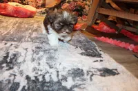 Jackson, a male Shih Tzu for sale in Norwood, MO – Photo 1 of 7