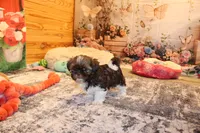 Jackson, a male Shih Tzu for sale in Norwood, MO – Photo 2 of 7