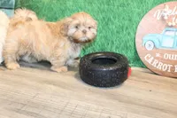 Ryan, a male Shih Tzu for sale in Norwood, MO – Photo 4 of 6