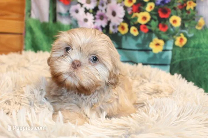 Ryan – Shih Tzu puppy for sale in Norwood, MO