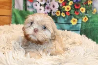 Ryan, a male Shih Tzu for sale in Norwood, MO – Photo 1 of 6