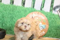 Ryan, a male Shih Tzu for sale in Norwood, MO – Photo 5 of 6