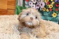 Ryan, a male Shih Tzu for sale in Norwood, MO – Photo 2 of 6