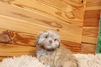 Ryan, a male Shih Tzu for sale in Norwood, MO – Photo 3 of 6