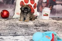 Rufus, a male Shih Tzu for sale in Norwood, MO – Photo 3 of 8