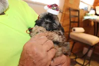 Rufus, a male Shih Tzu for sale in Norwood, MO – Photo 6 of 8