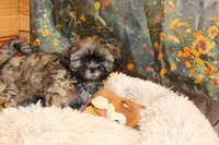 Rufus, a male Shih Tzu for sale in Norwood, MO – Photo 2 of 8
