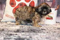 Rufus, a male Shih Tzu for sale in Norwood, MO – Photo 7 of 8