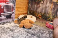 Rufus, a male Shih Tzu for sale in Norwood, MO – Photo 8 of 8